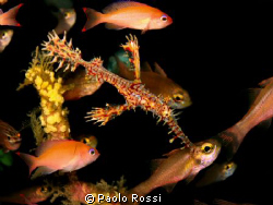 Solenostomus paradoxus - Ornate ghost pipefish
 by Paolo Rossi 
